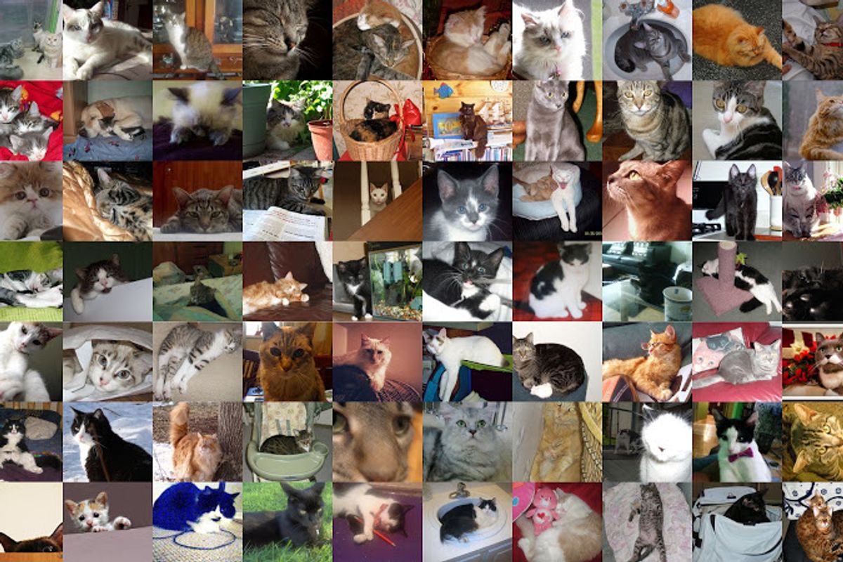 Final Round of Voting for Feb Cat of the Month