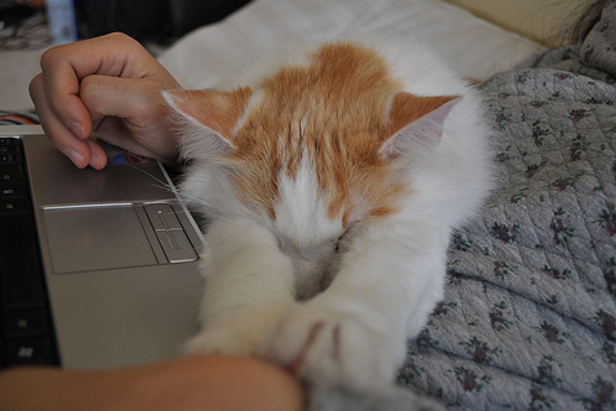 The Real Simon's Cat