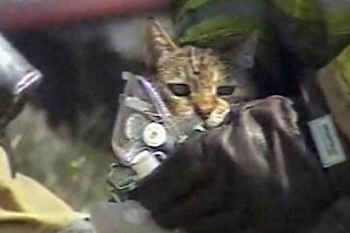 Neighbor Risks Life to Save Pets from Fire