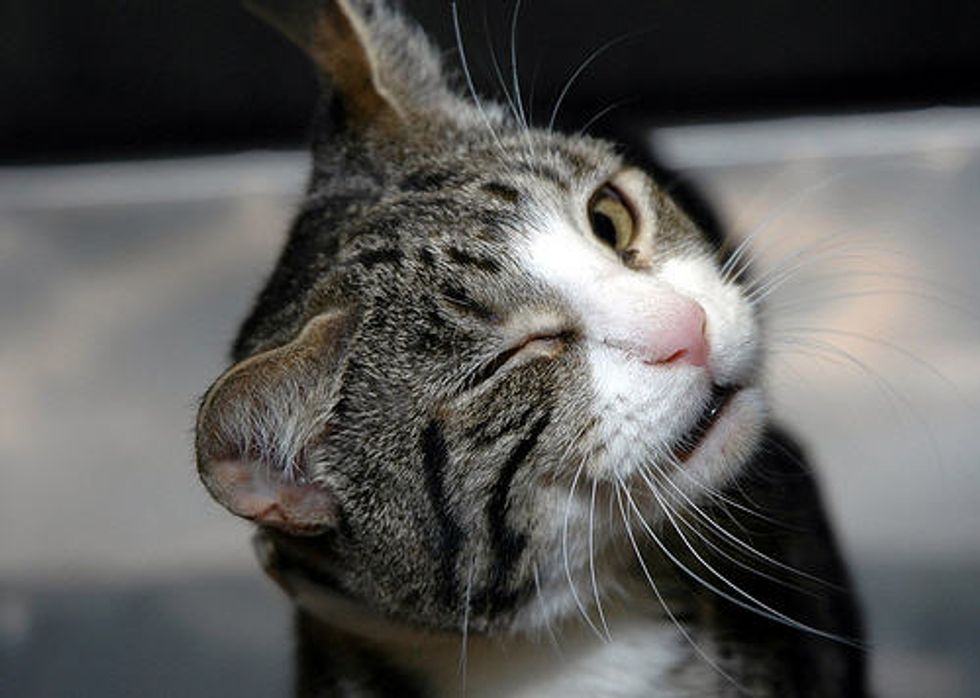 A Wink Means Love