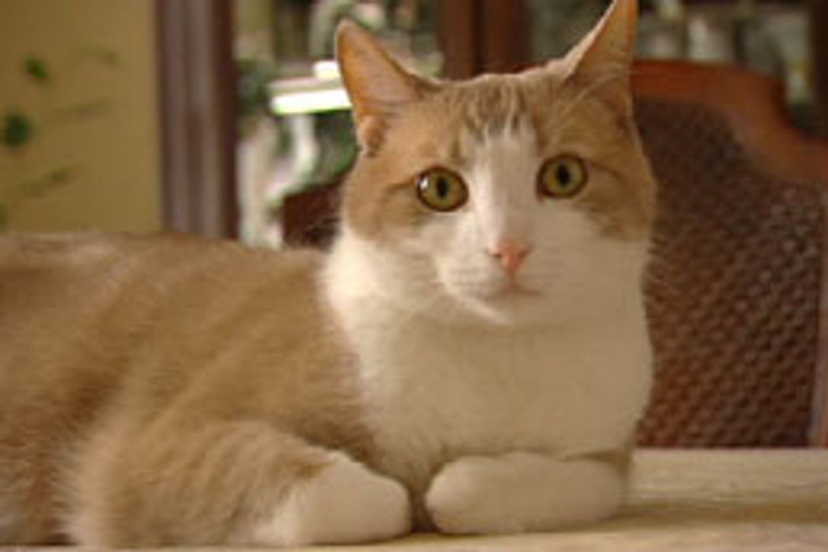 Cat Credited with Finding Cancer