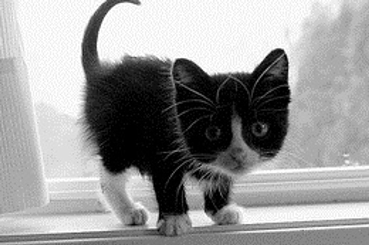 Tiny Tuxedo Kitty and Window