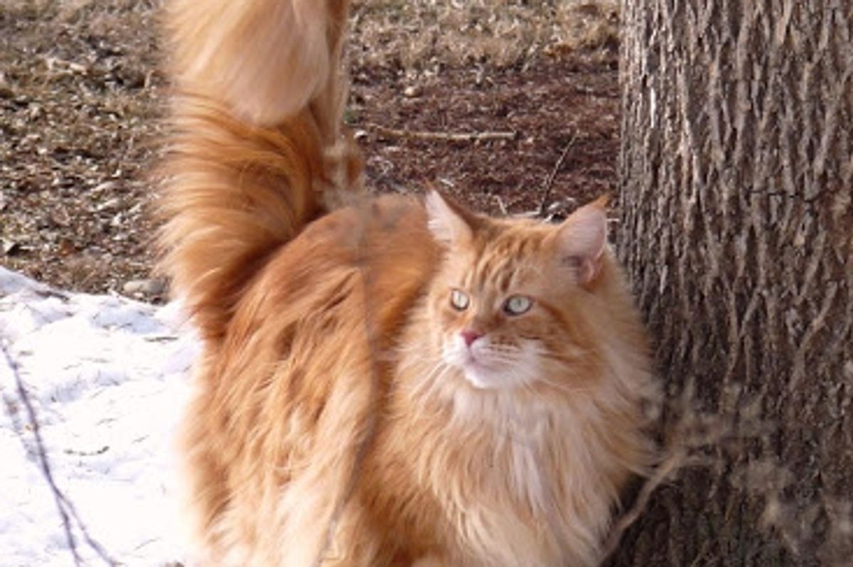 February Cat of the Month Results