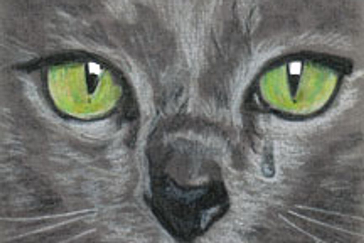 The Compassion of a Cat Named Bird