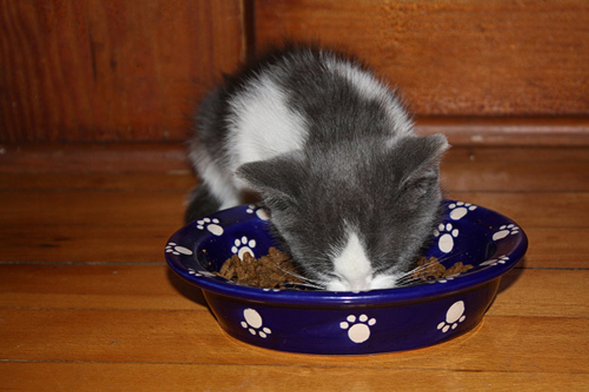 Hungry Kittens