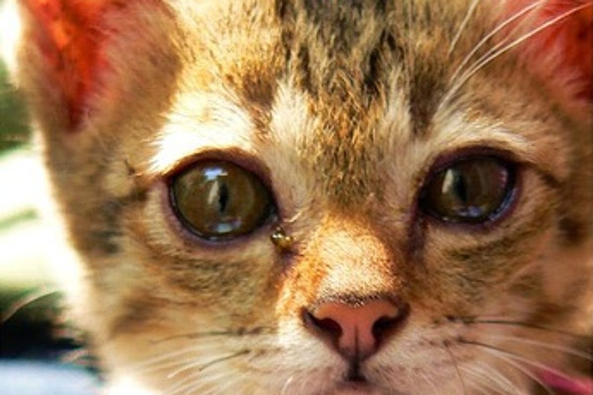 My Cat was a Special Gift