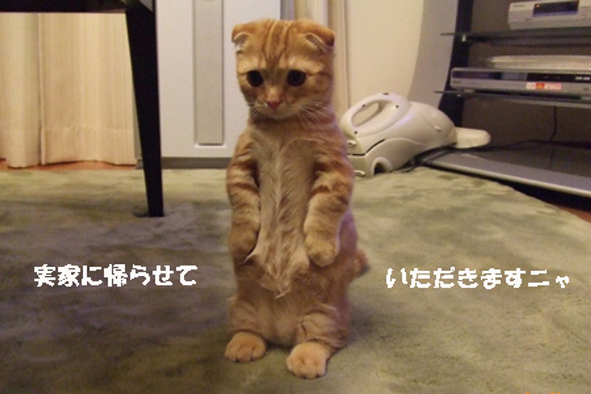 Kitten that Stands on His Feet