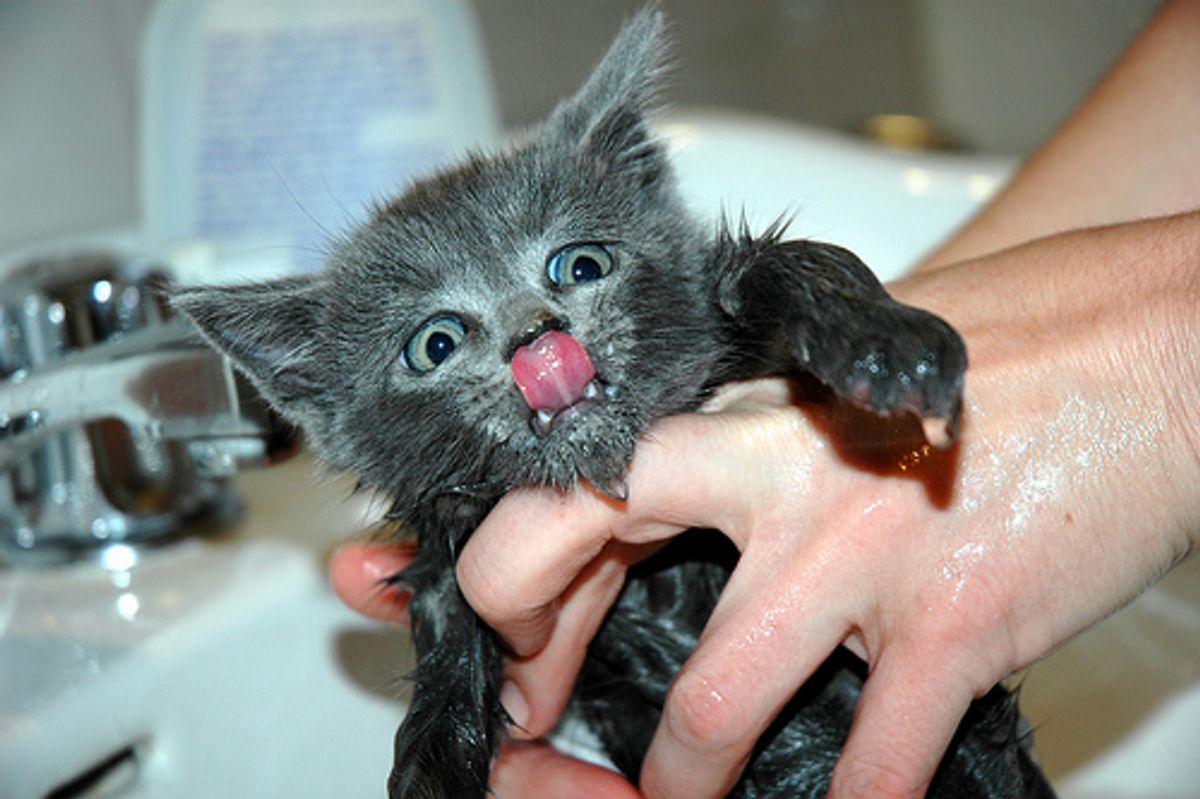 Lucas the Cat Not a Fan of Bath