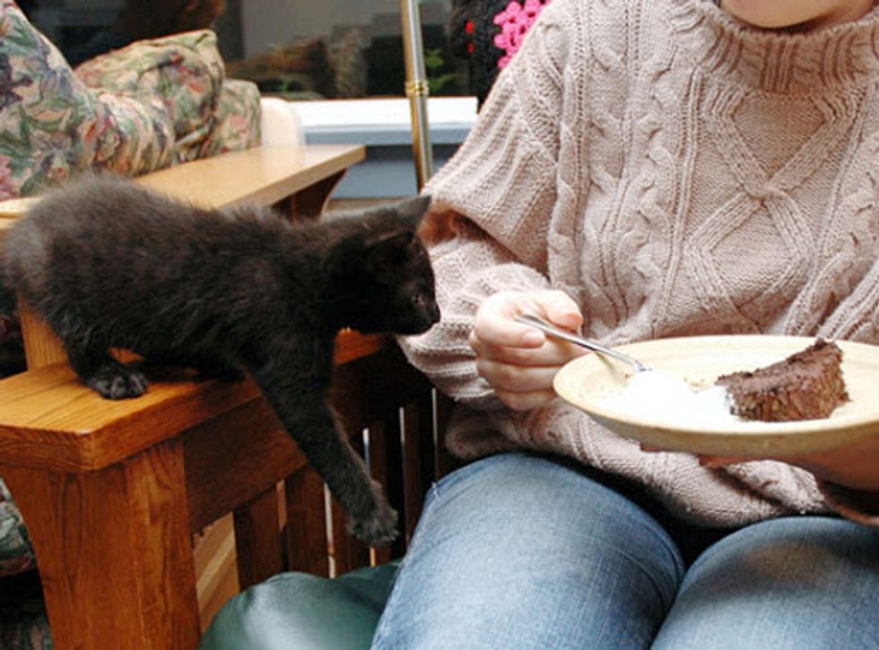 I Can Has Cake?