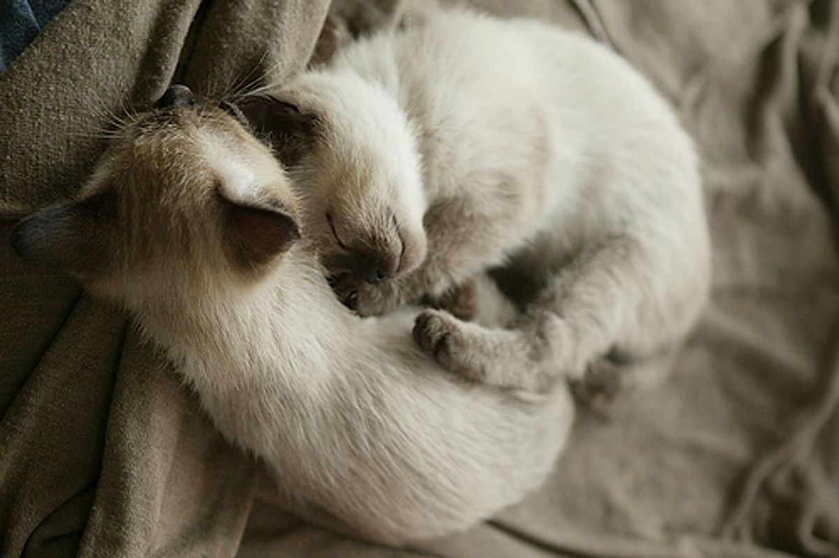 Talkative Siamese Kitten