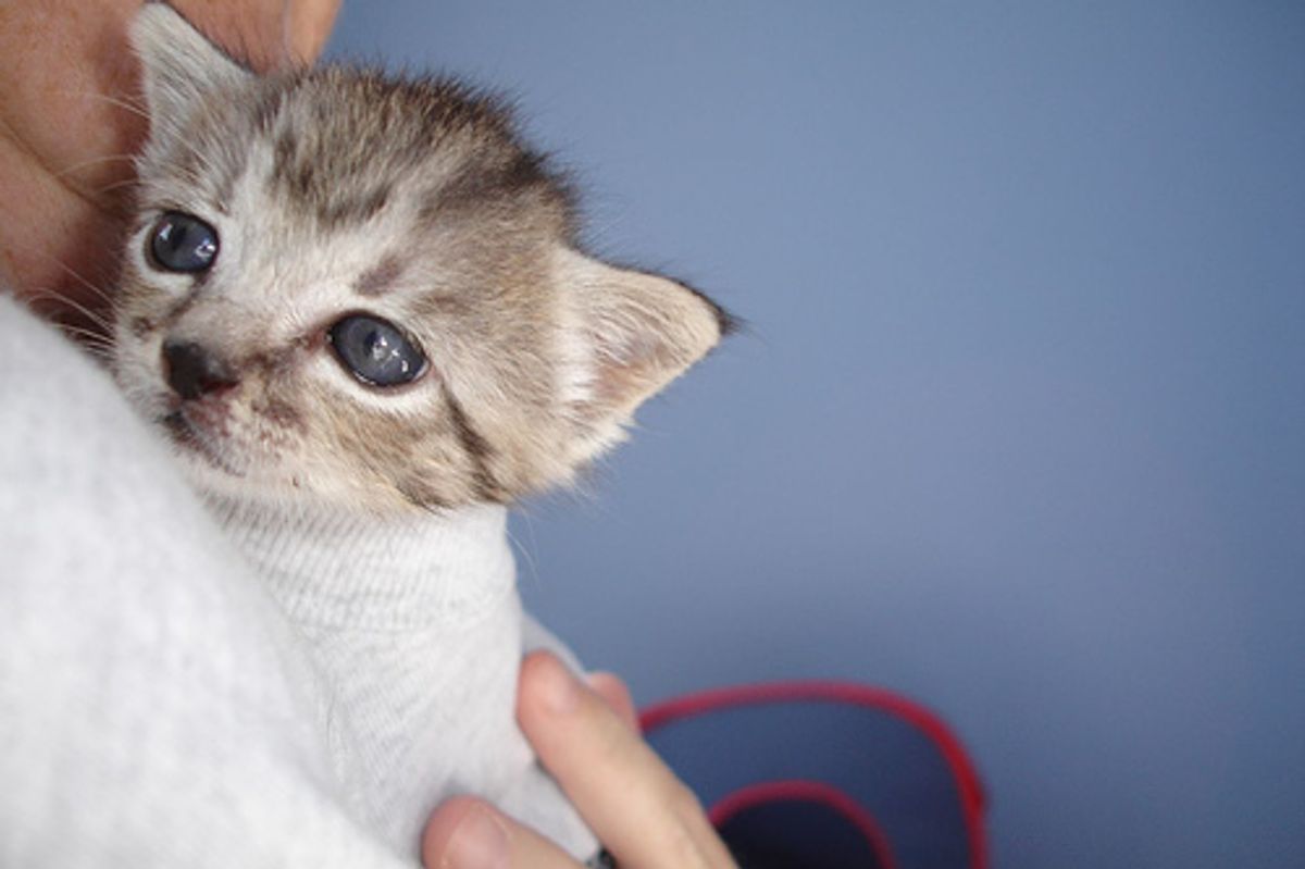 Princess Maddy the Kitty