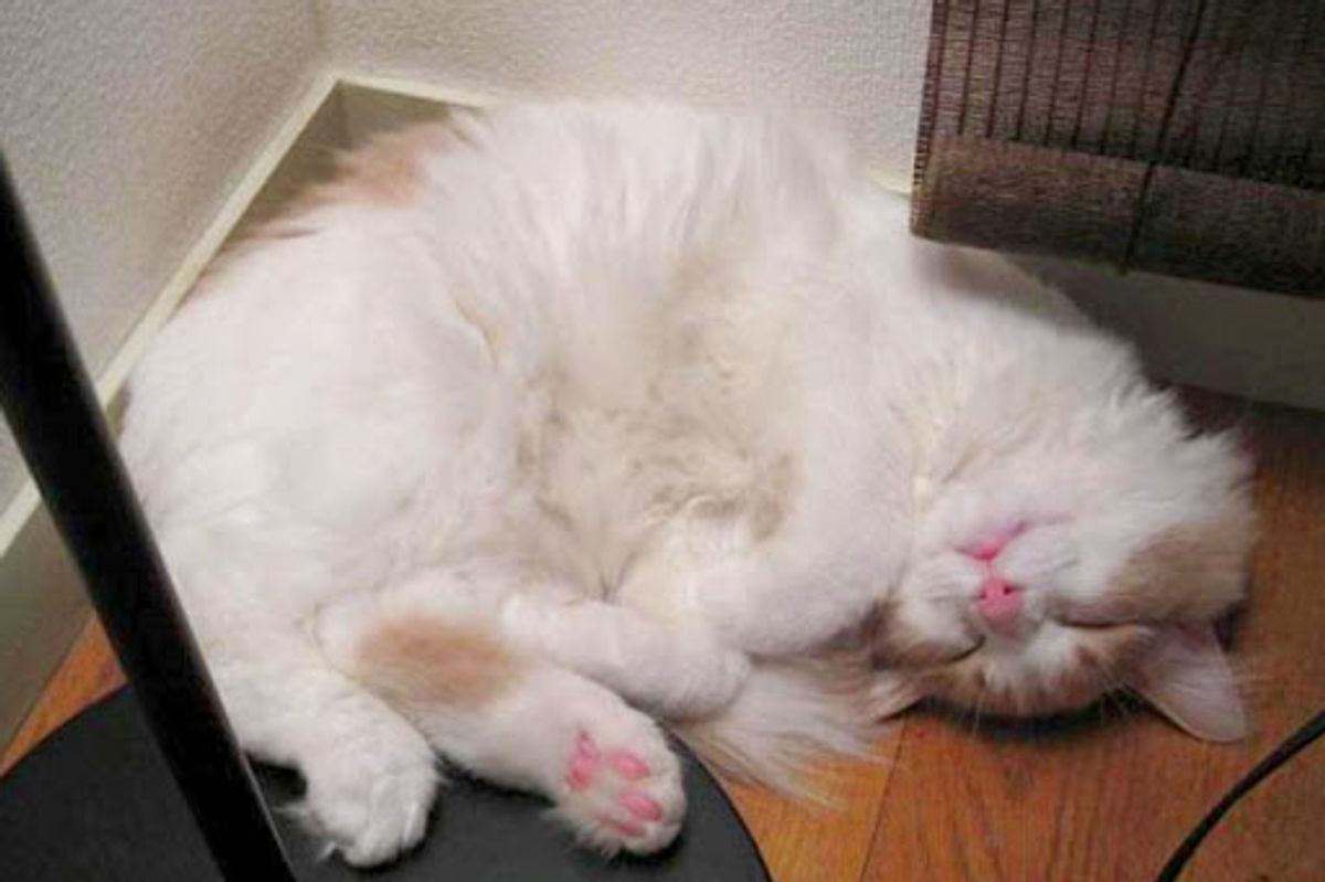 Kitty Loves Boxes Maru Style