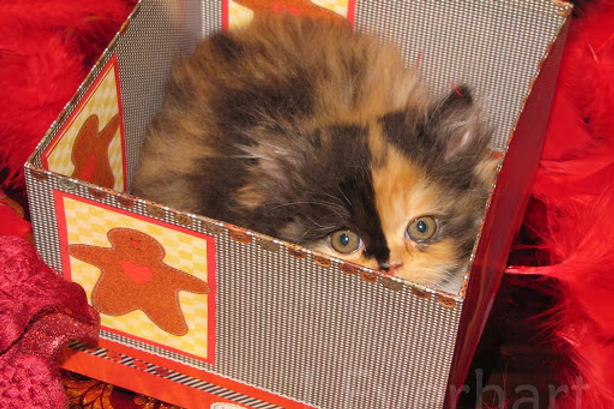 Lily Beautiful Calico Persian Kitten