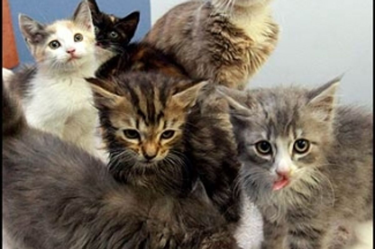 Rescued Kittens Reunited with Mother Cat