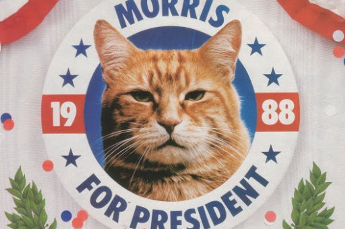 Morris the Cat First Feline Presidential Candidate