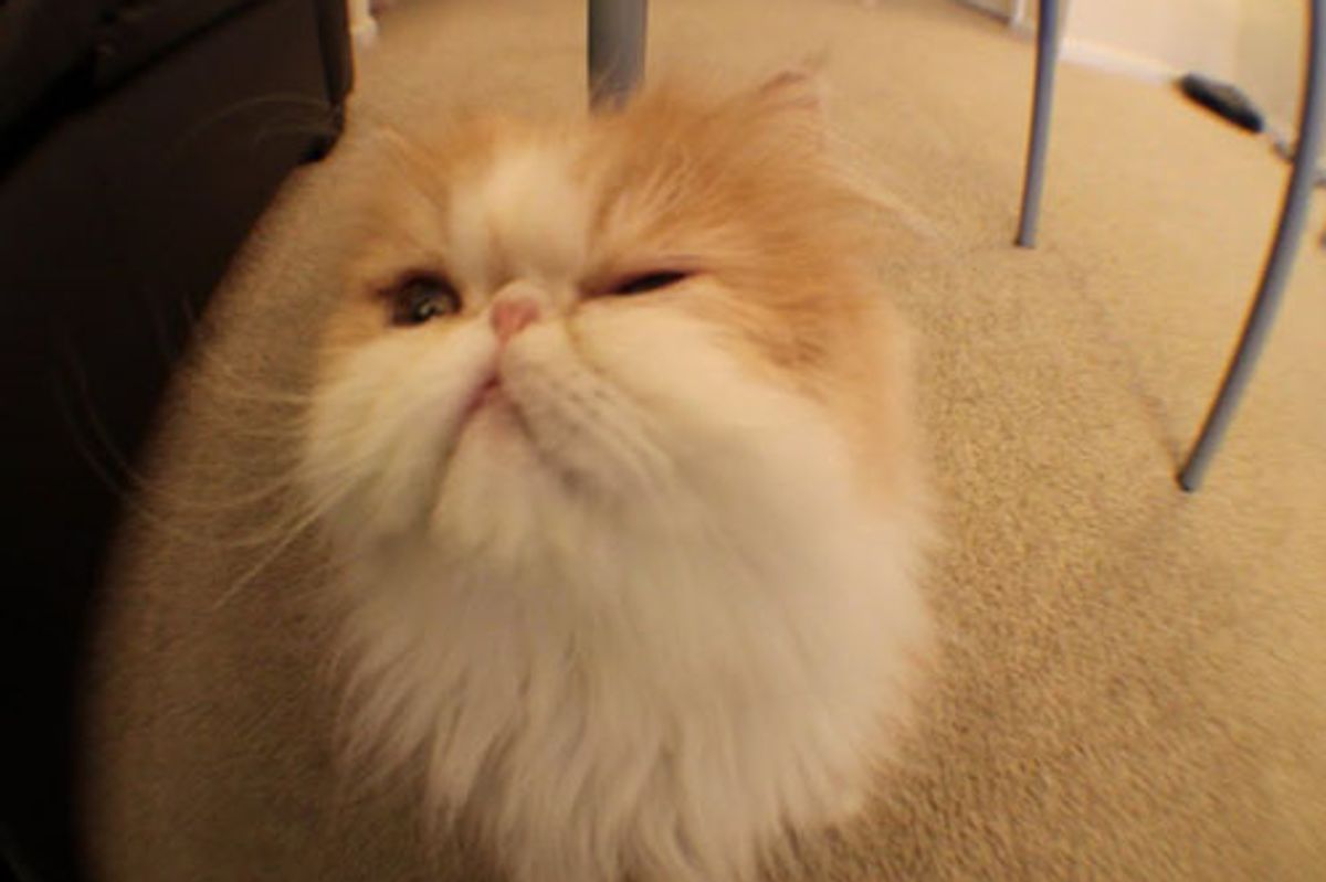 Persian Kitten Playing Dead