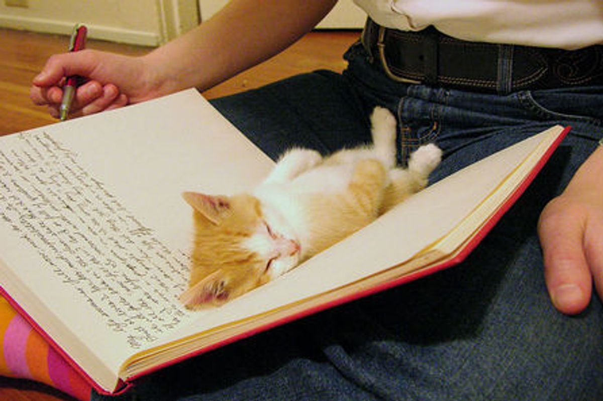 Very Sleepy Caturday Kitties