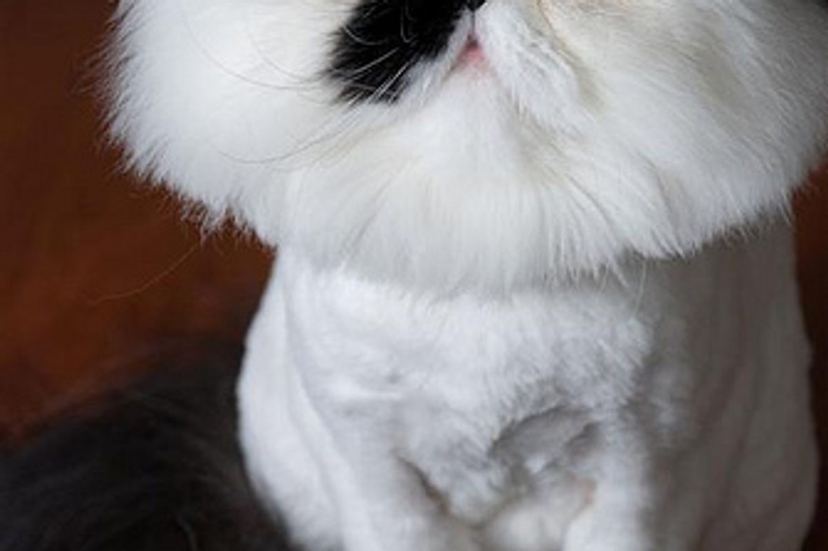 Muffin Before and After Pictures