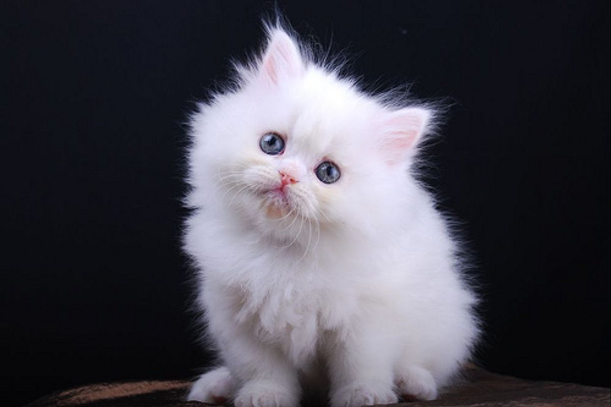 Diamond the Snow White Kitty