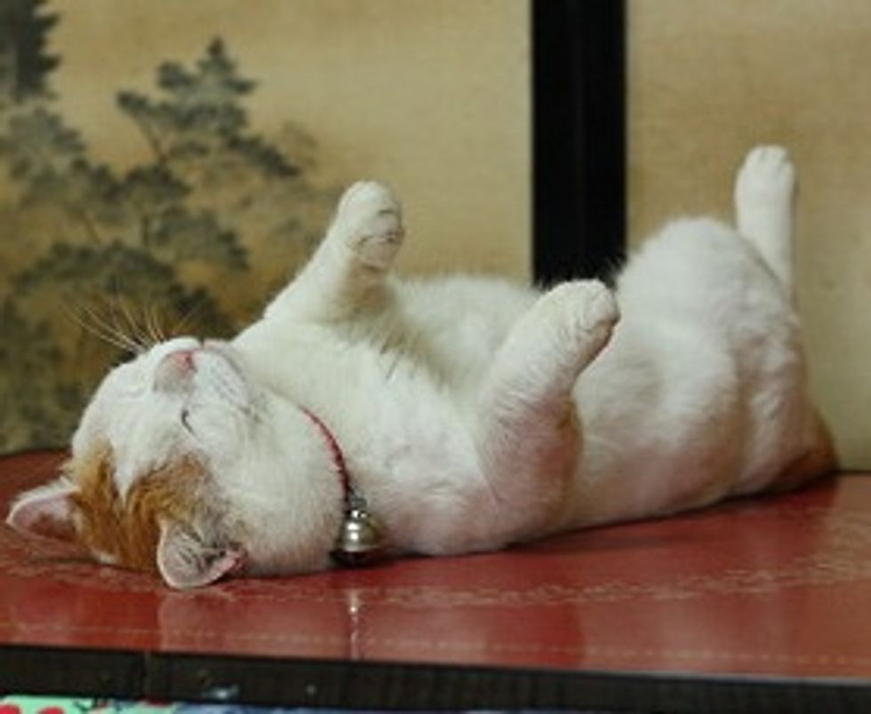 Most Content and Relaxed Cat on Earth