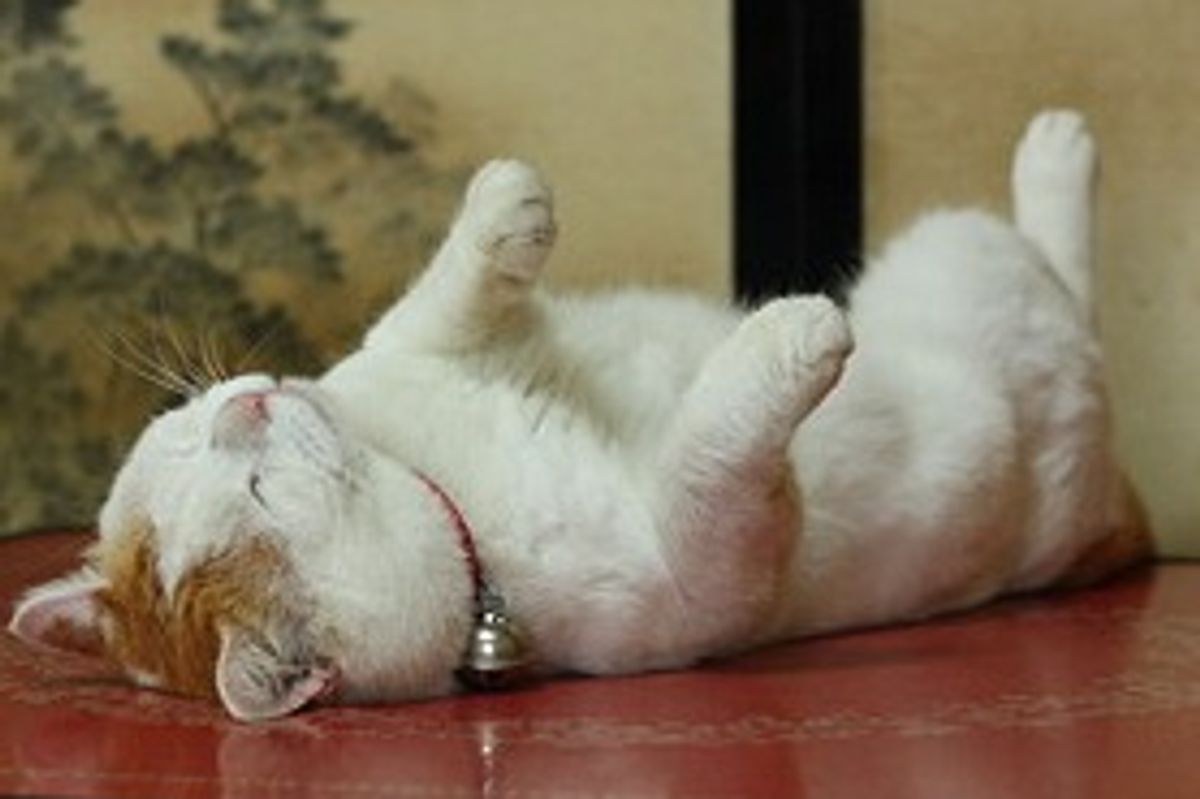 Most Content and Relaxed Cat on Earth