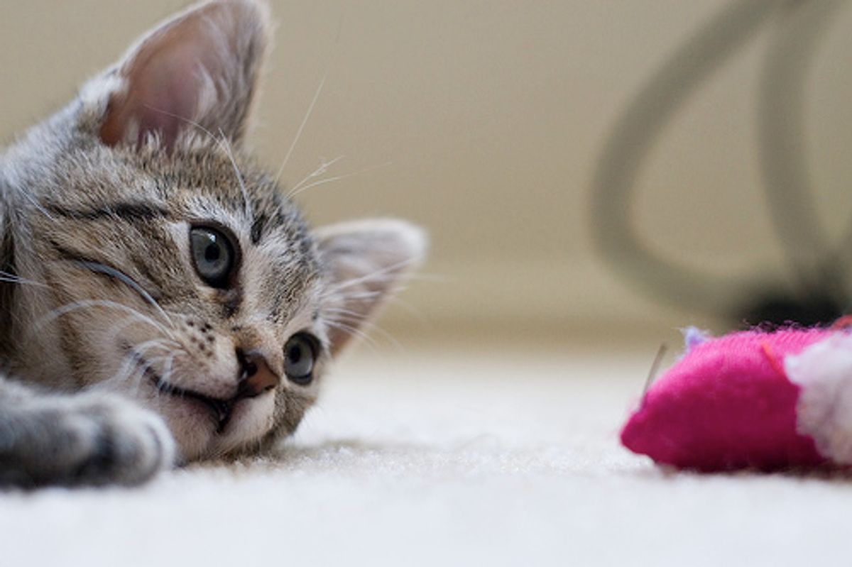 Kittens' Favorite Toy