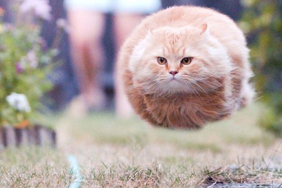 Hoverball Cat