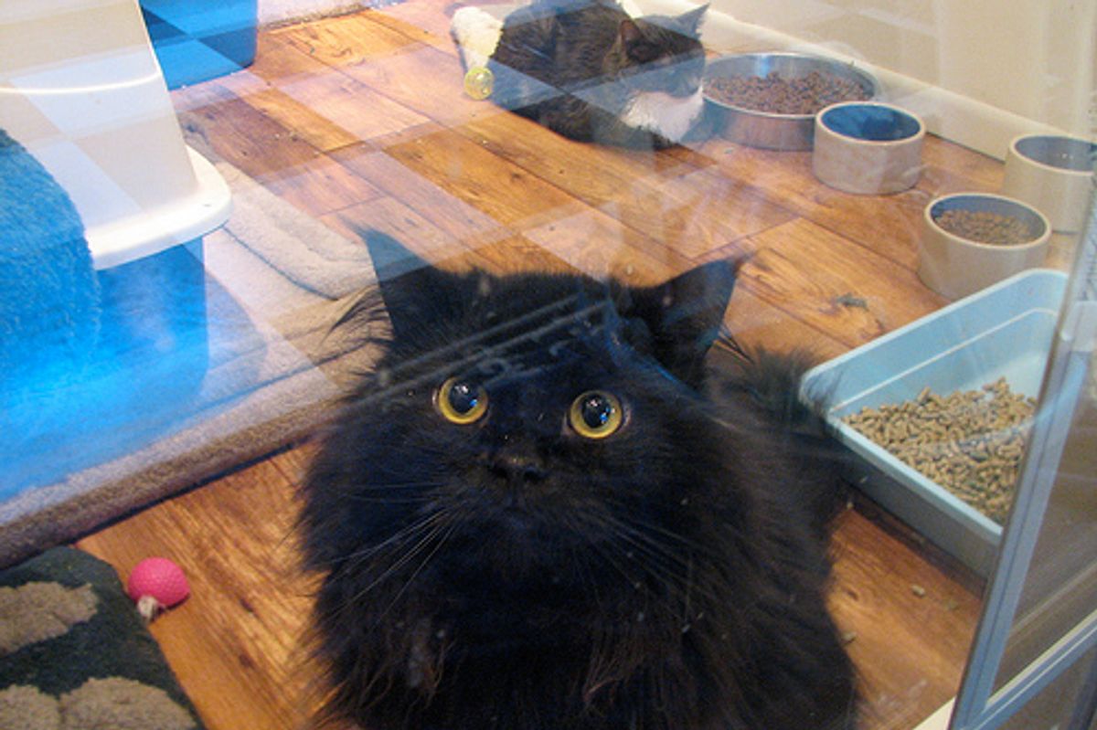 Shelter Animal Stamps to the Rescue