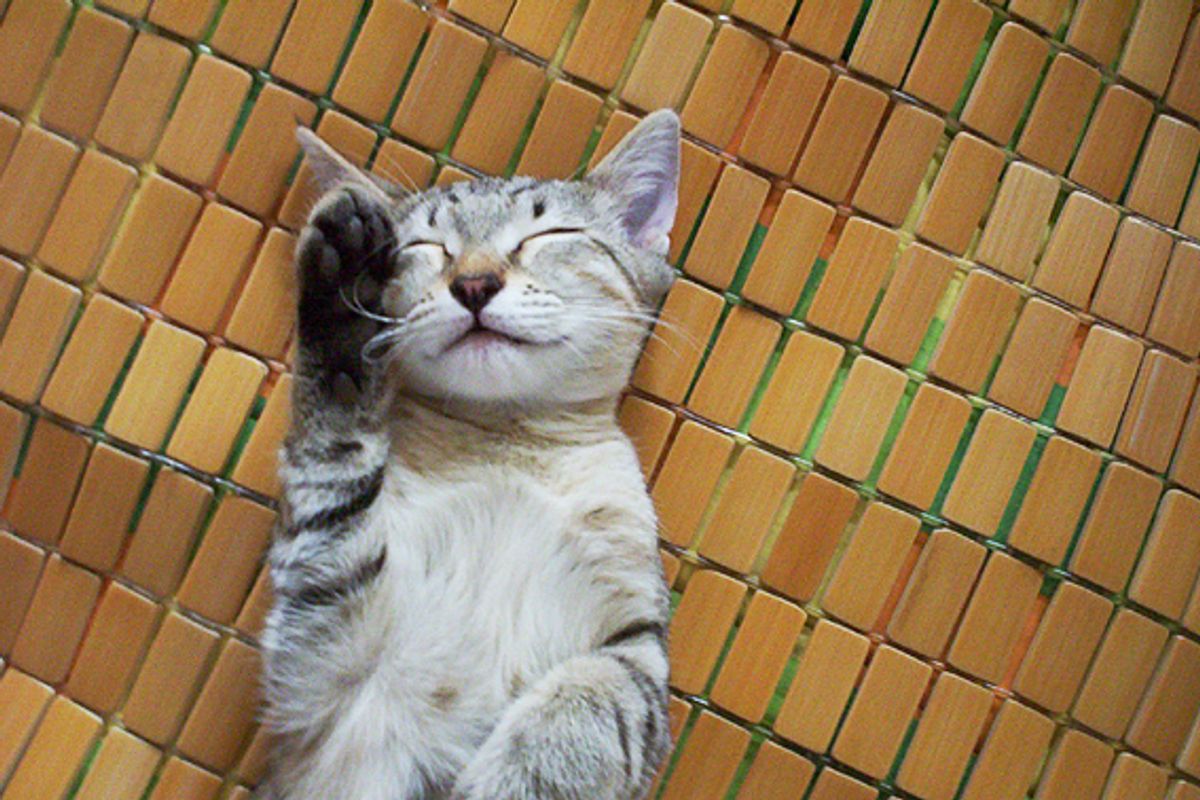 Duoduo the Cat that Always Smiled Even Asleep