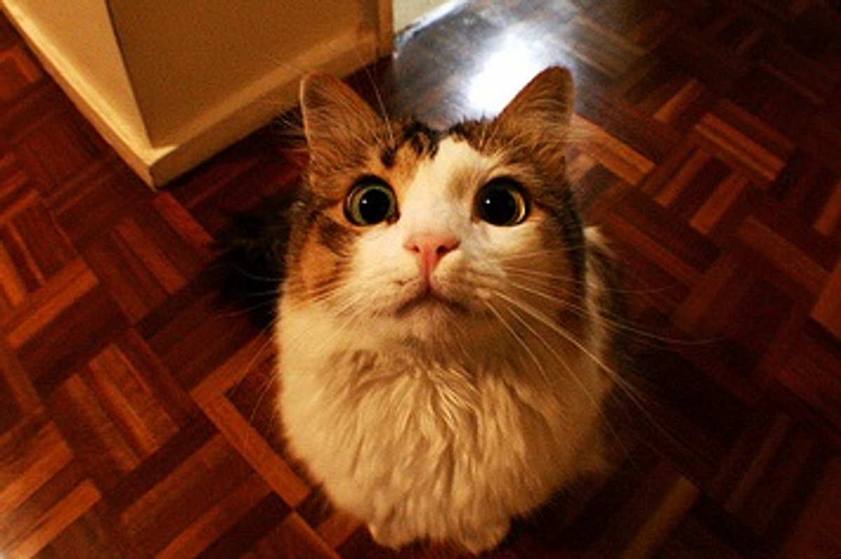 See Cats Through the Eyes of Fish