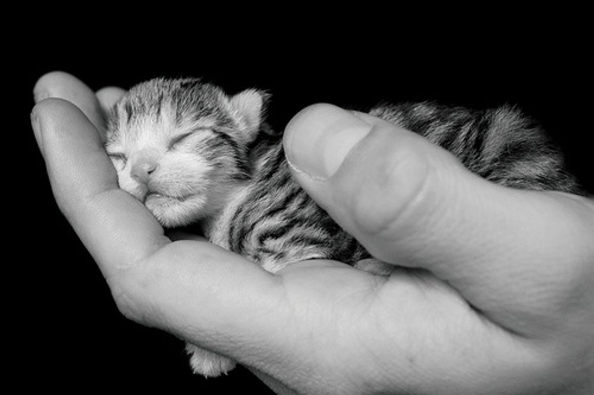 Sleepy Caturday Kittens