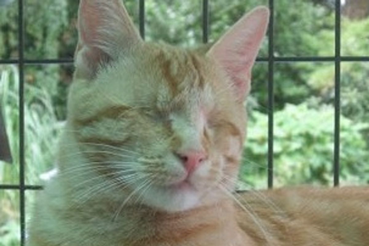 Jimmy Jet is Not Disabled Just Differently-abled