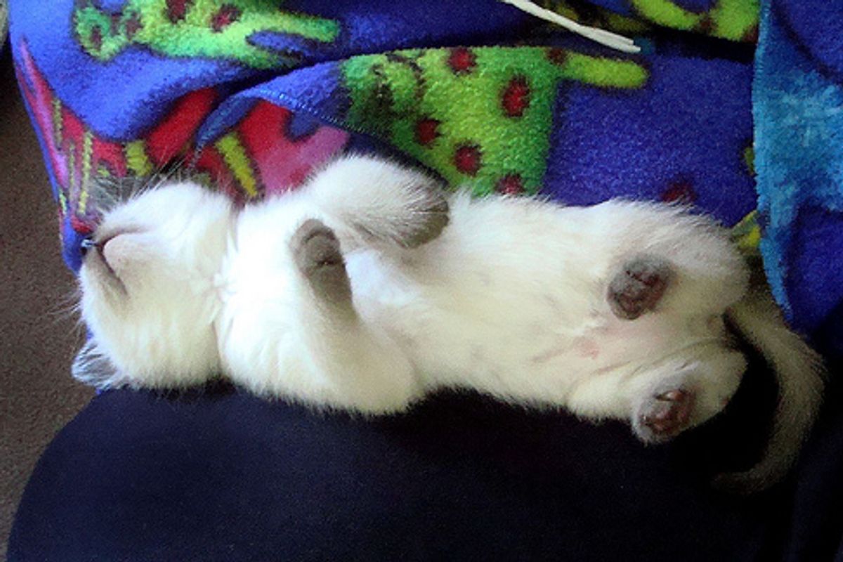 Chatty Siamese Kitten