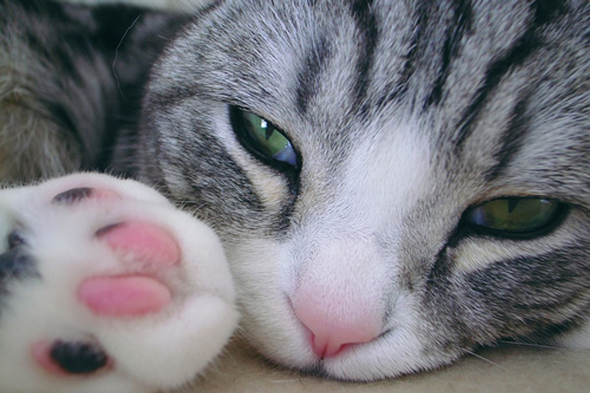Romeo the Straight Eared Scottish Fold