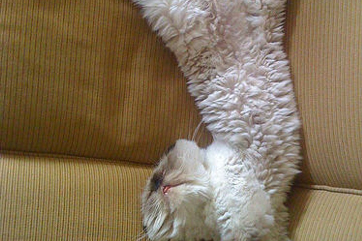 Himalayan Cat Who Loves to Stick His Tongue Out