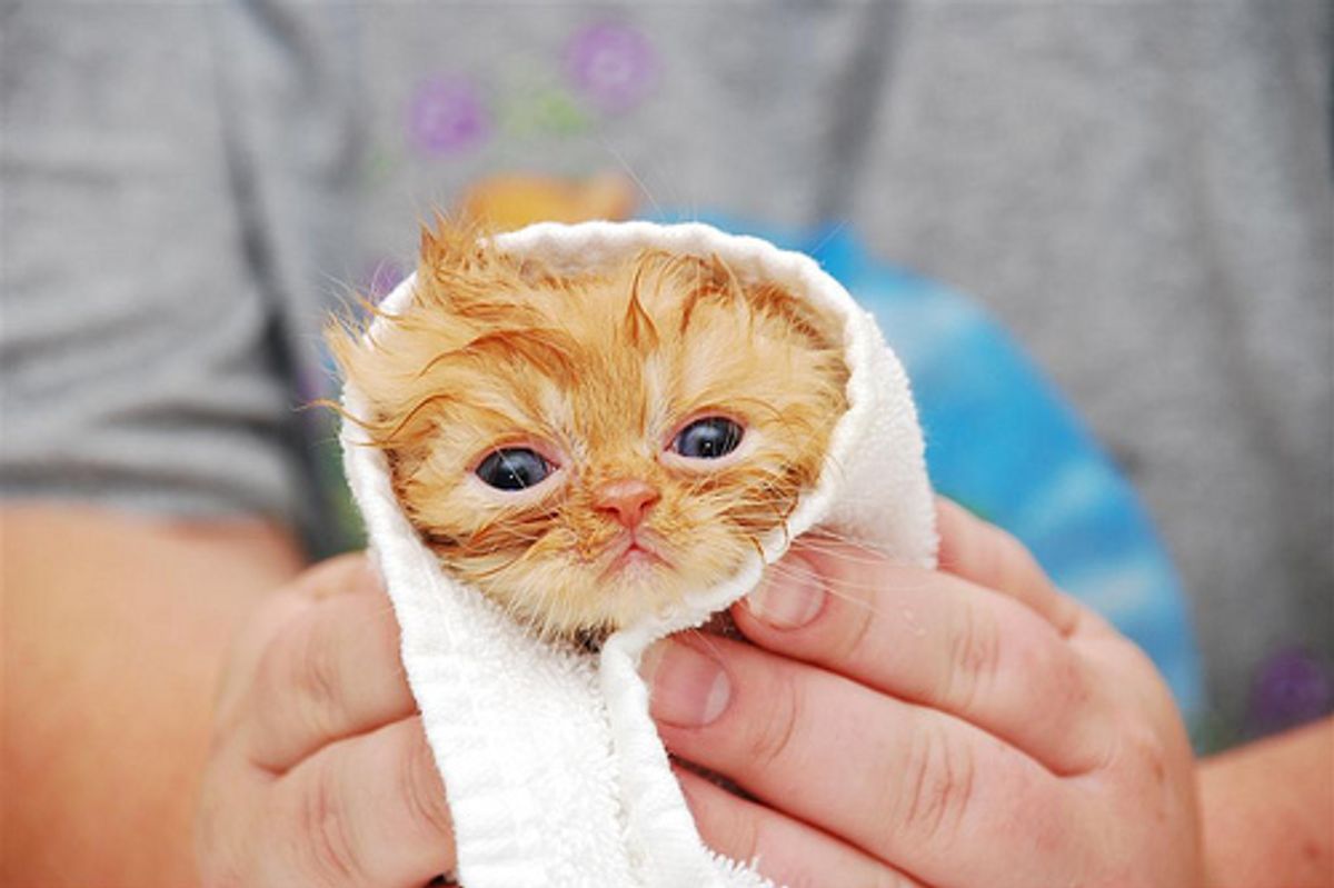 From Newborn to Young Kitten