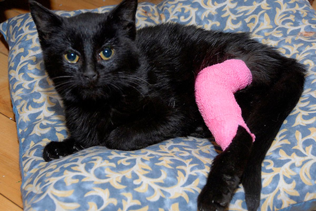 Magic Needs a Forever Home