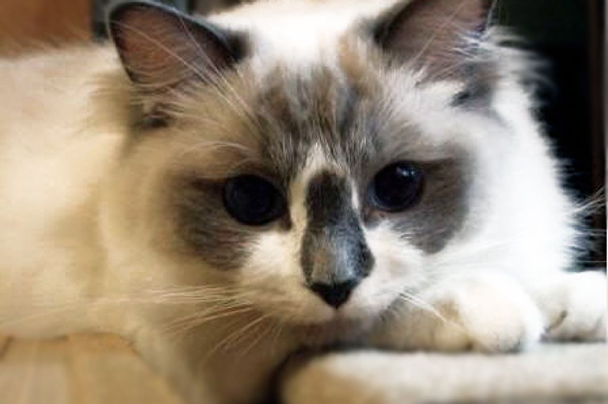 Big Box vs Fluffy Cat