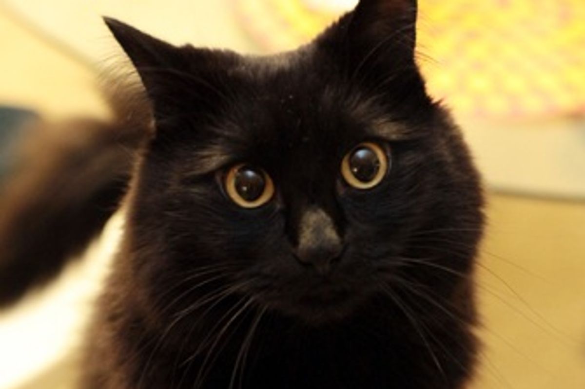 Theo, a Cat with an Uncanny Talent