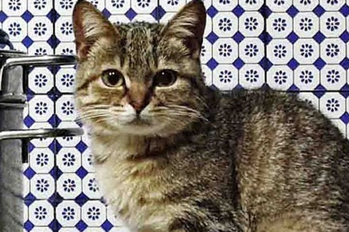 A Small Cat with a Brave Heart