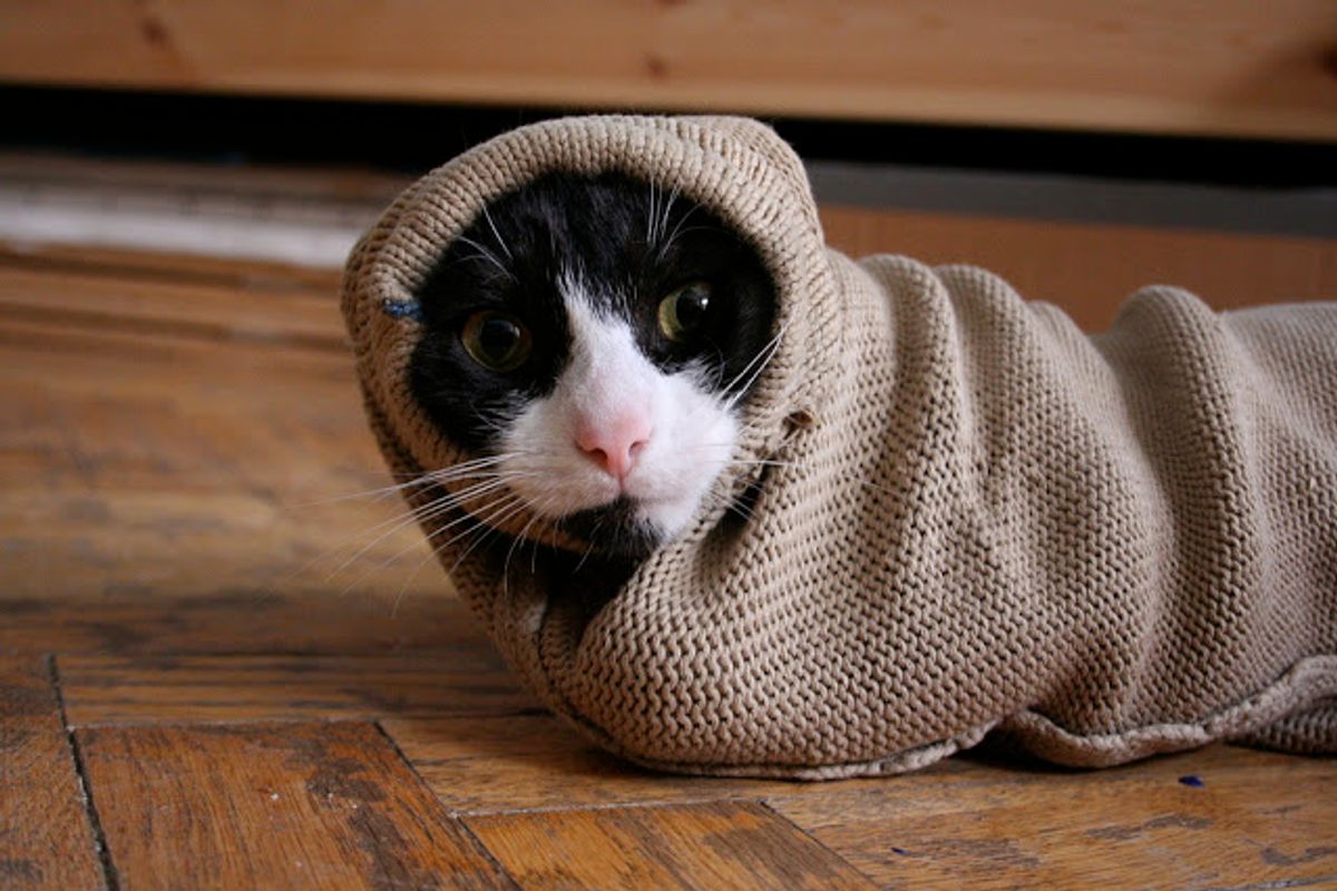 This Tuxedo Kitten Loves to Hide in Sleeves