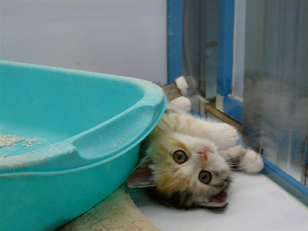 Caturday Kittens