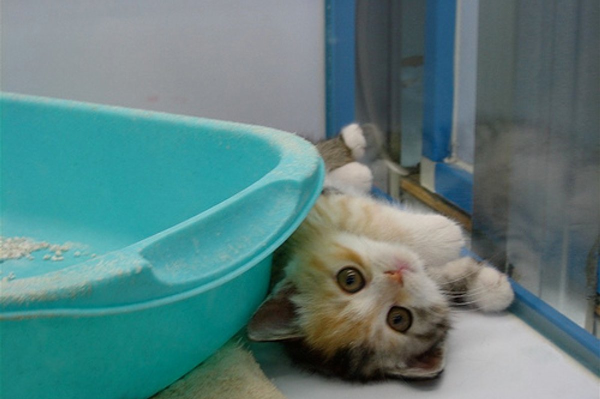 Caturday Kittens