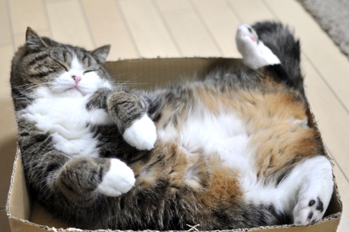 You Can Ask Maru Questions
