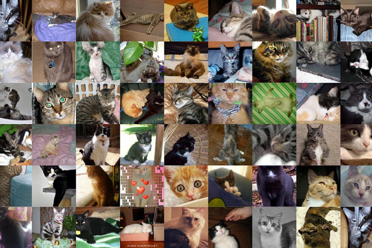 March Cat of the Month Final Round