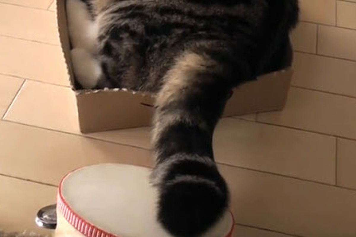 Maru the Cat Plays Tambourine