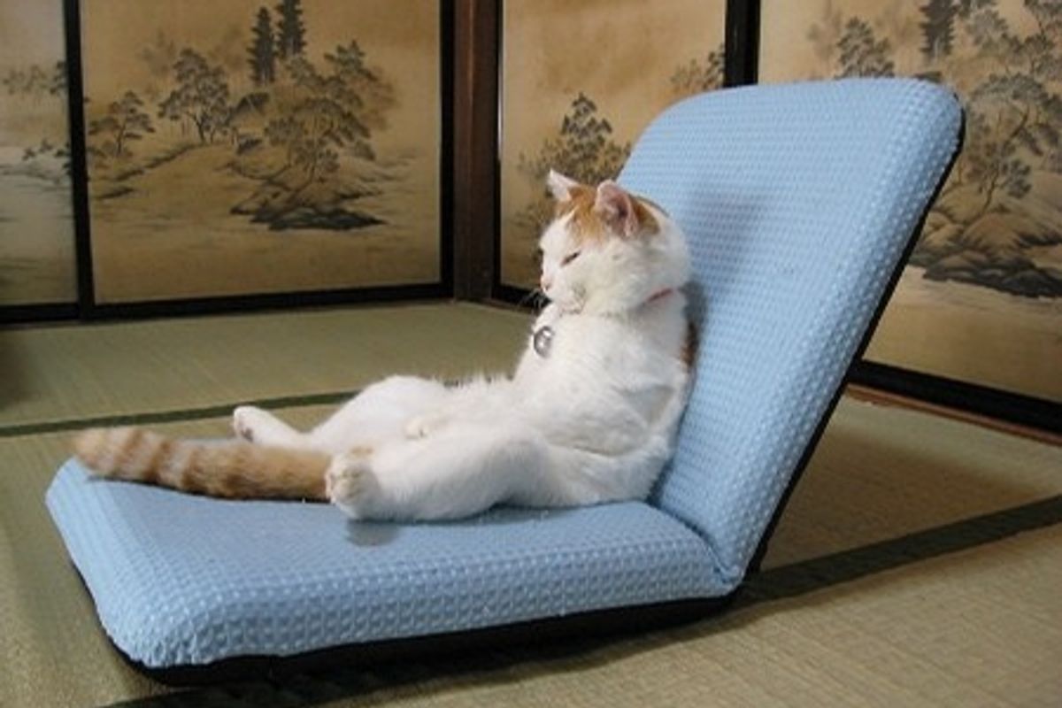 Cute Cats Sit Upright Like Humans