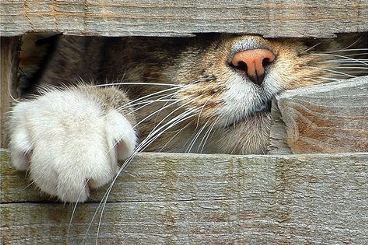 Cats Looking Through Back Gate