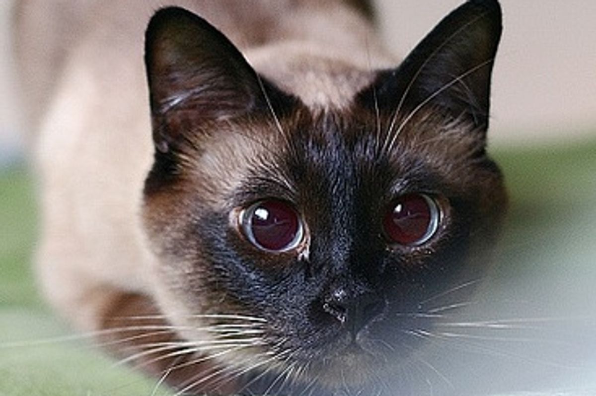 Beautiful Siamese Cats