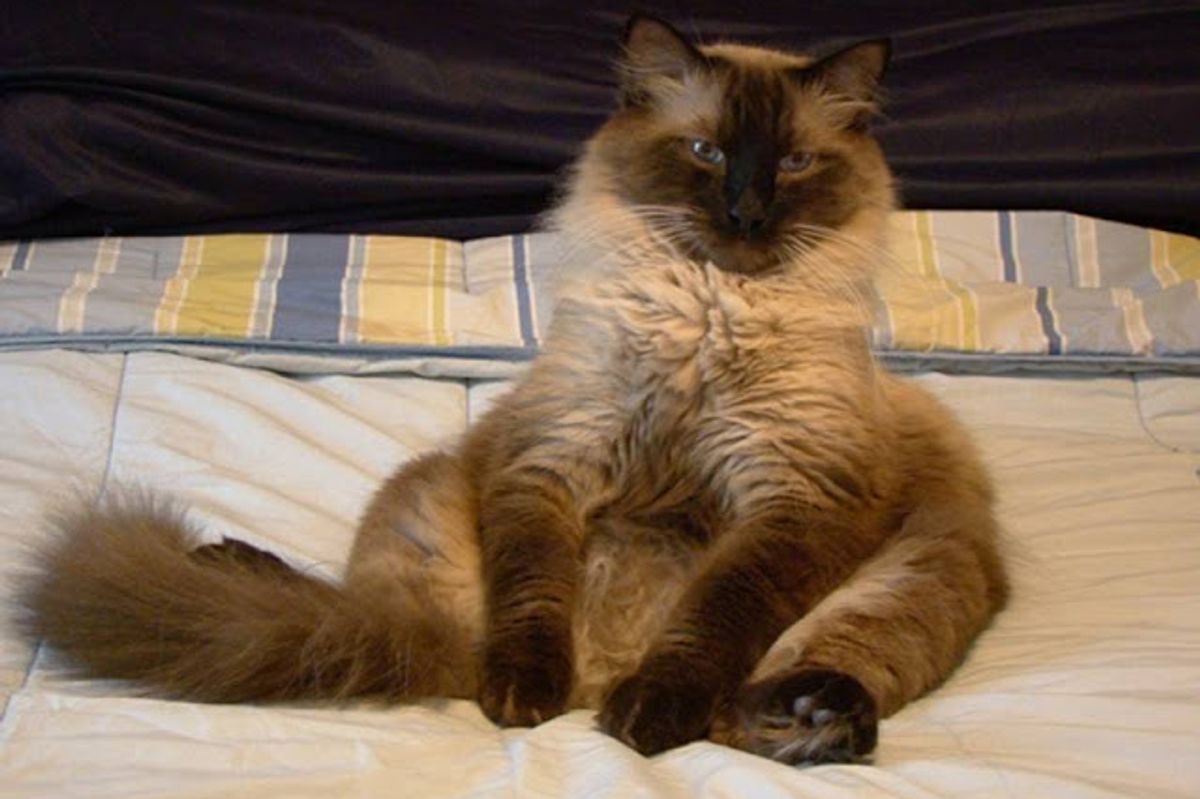 March Cat of the Month Results